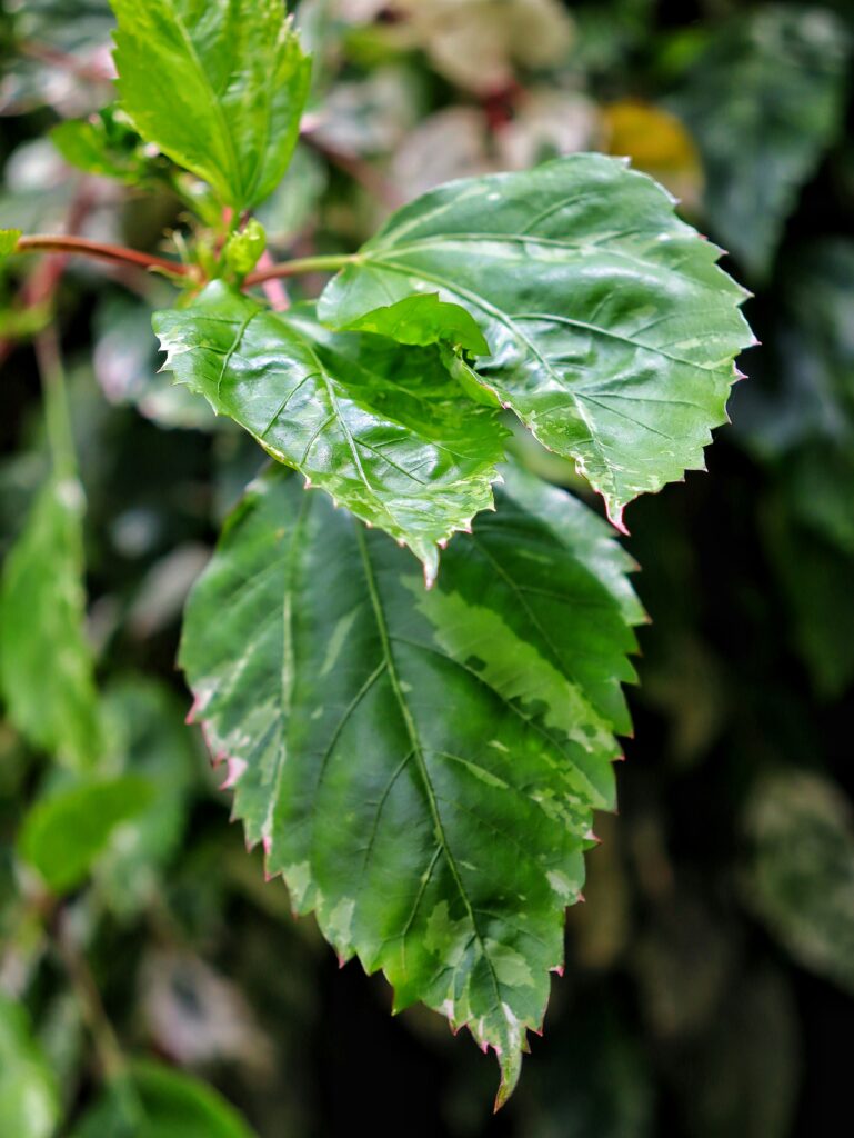 Explorando as belezas das cachoeiras escondidas