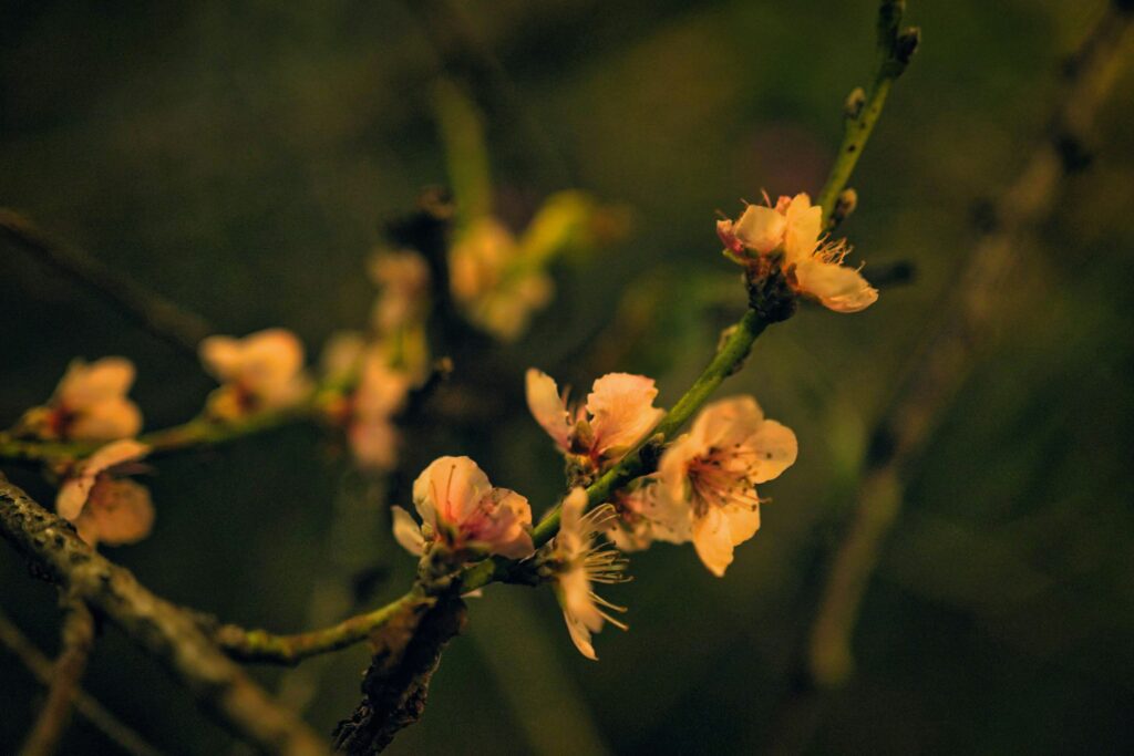 Encantos da fauna e flora em ecoturismo