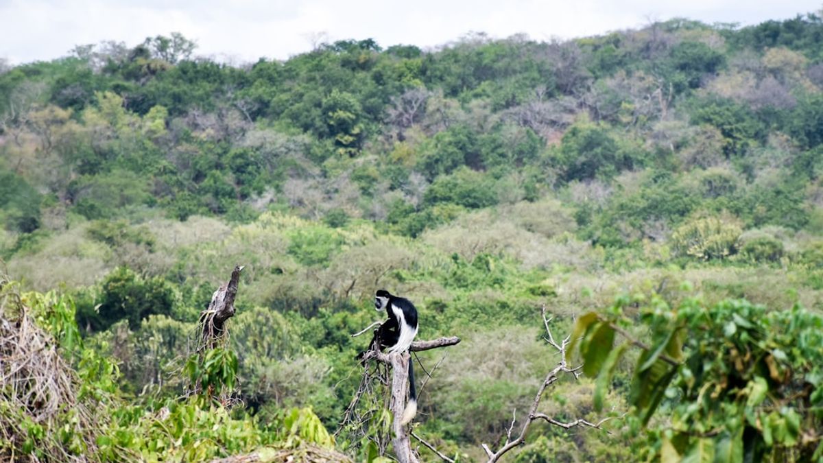 O Brasil é um país de vasta riqueza natural, abrigando uma das maiores biodiversidades do planeta.