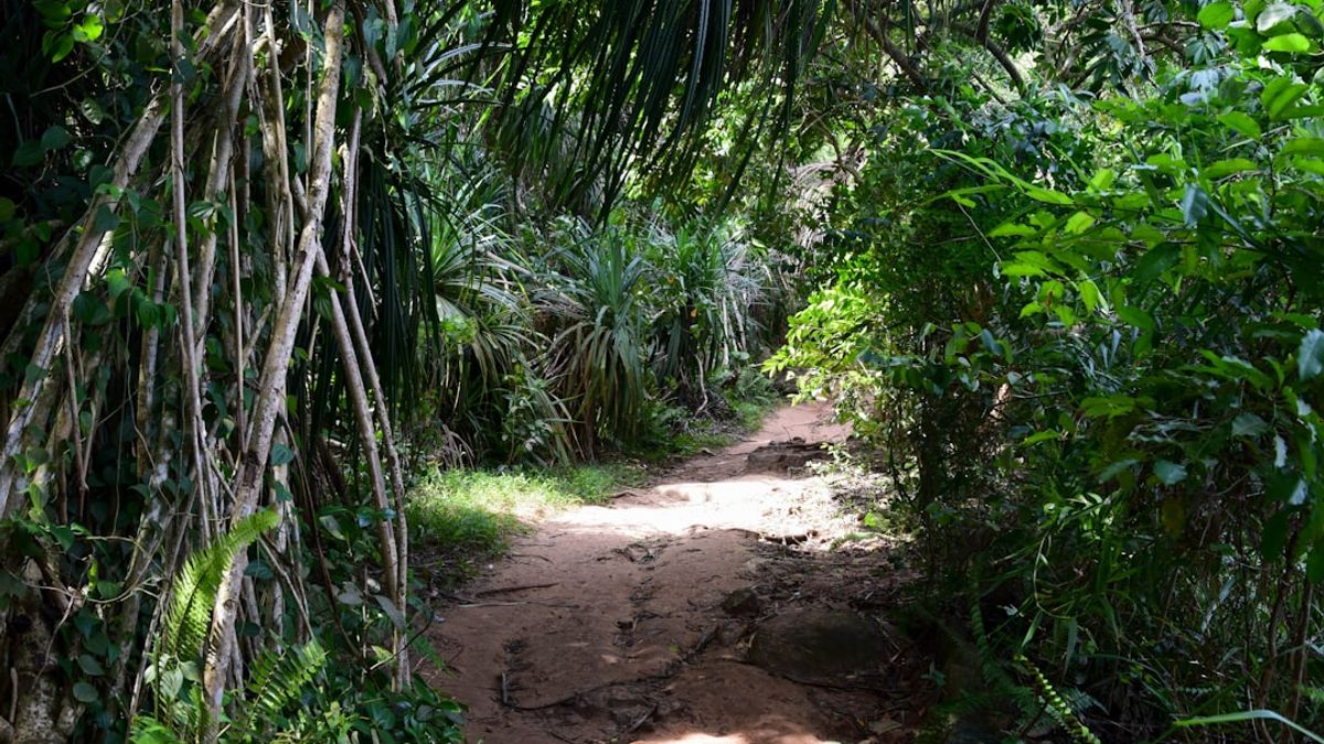Trilheiros caminhando por uma trilha bem sinalizada em meio à Mata Atlântica, com vista para a paisagem exuberante e montanhas ao fundo.